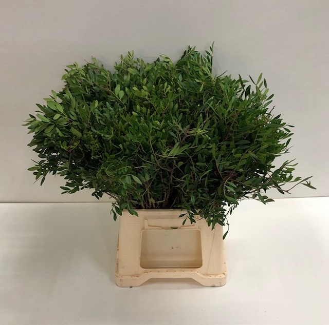 Leaf pistacia per stem.jpg